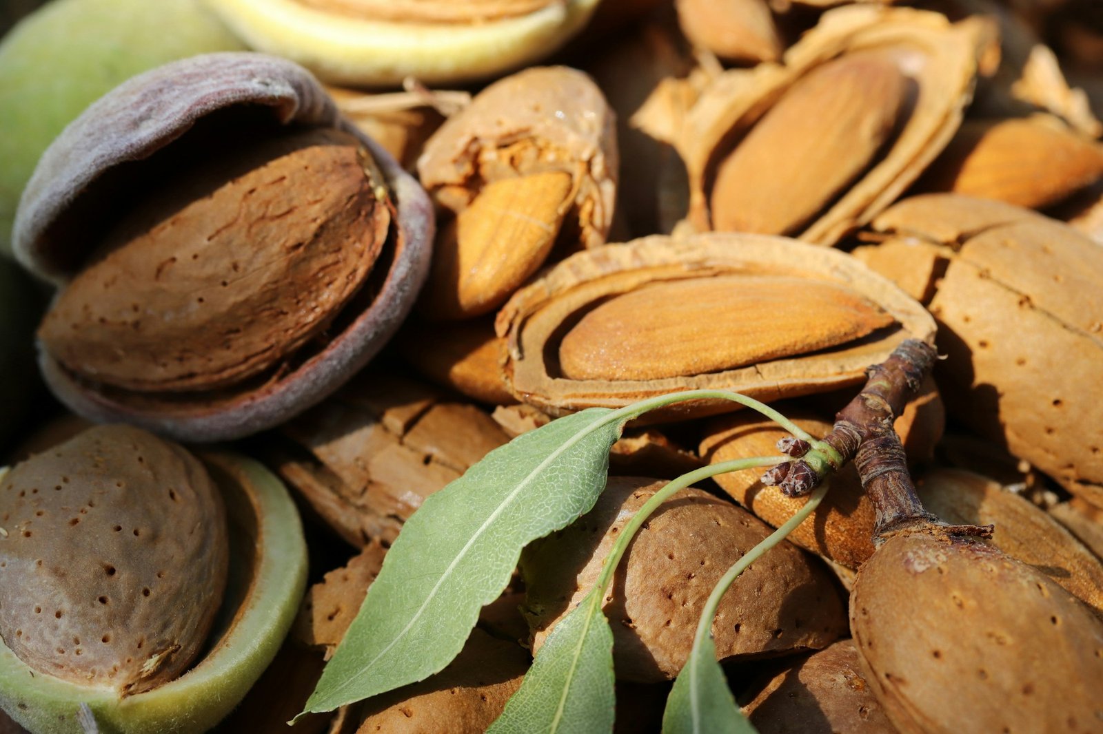 almond harvest time - broken almonds