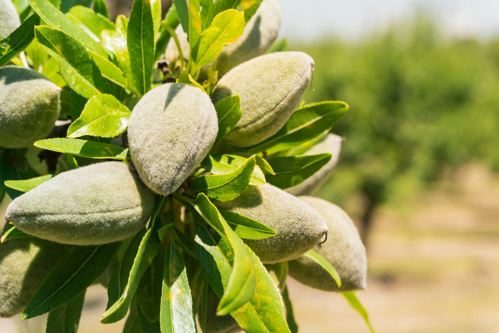 Closeup of almonds on a tree in a garden under the sunlight with a blurry background