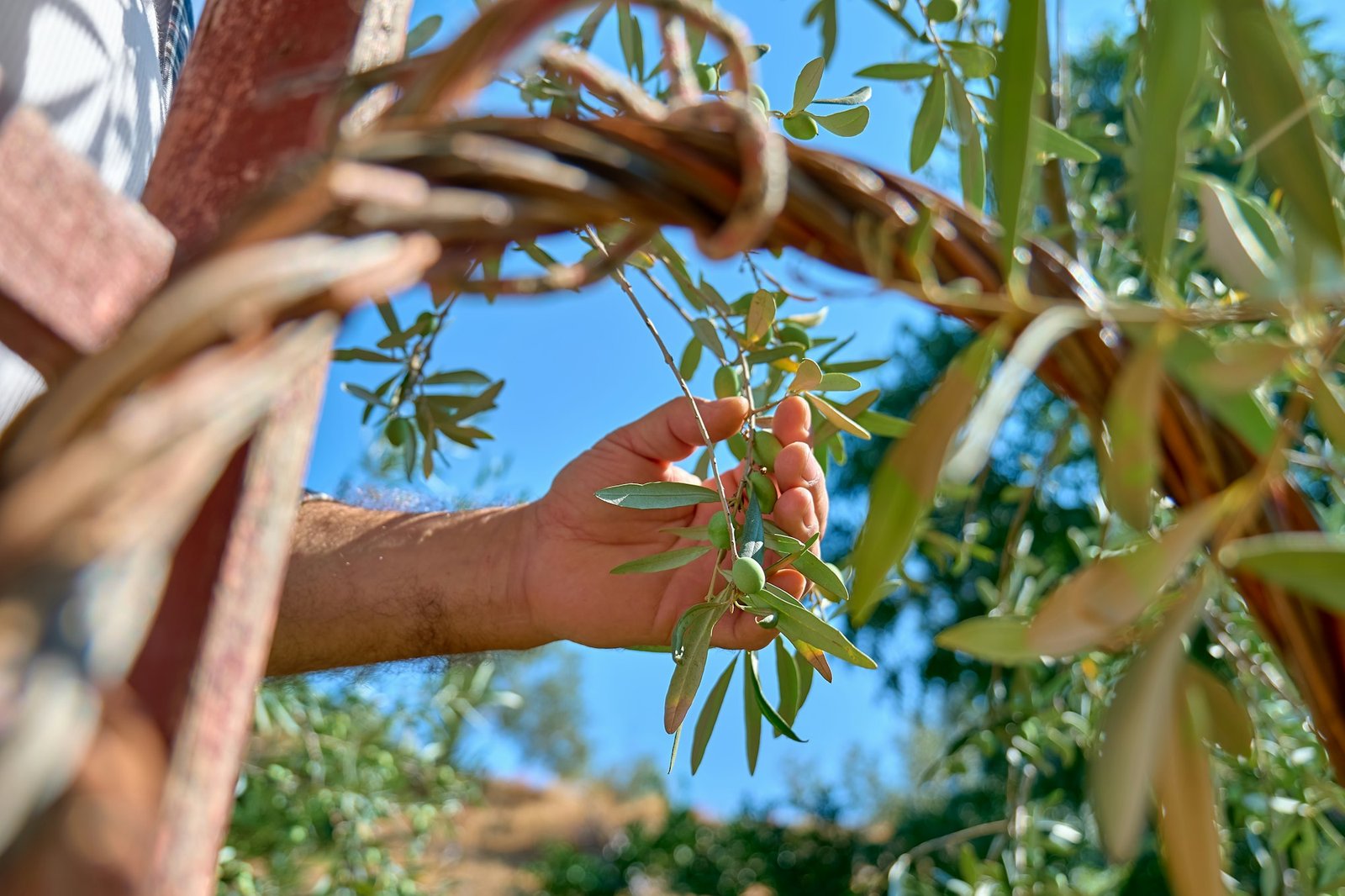 Mature gardener picking olives in olive tree garden. Man's hand colling olives on olive branch.