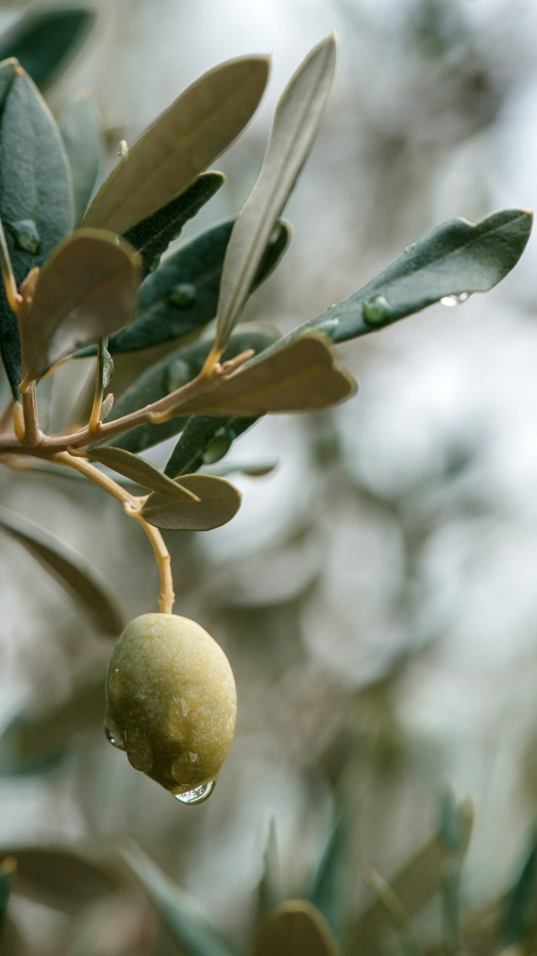 Ripe green olive fruit on branch in organic orchard