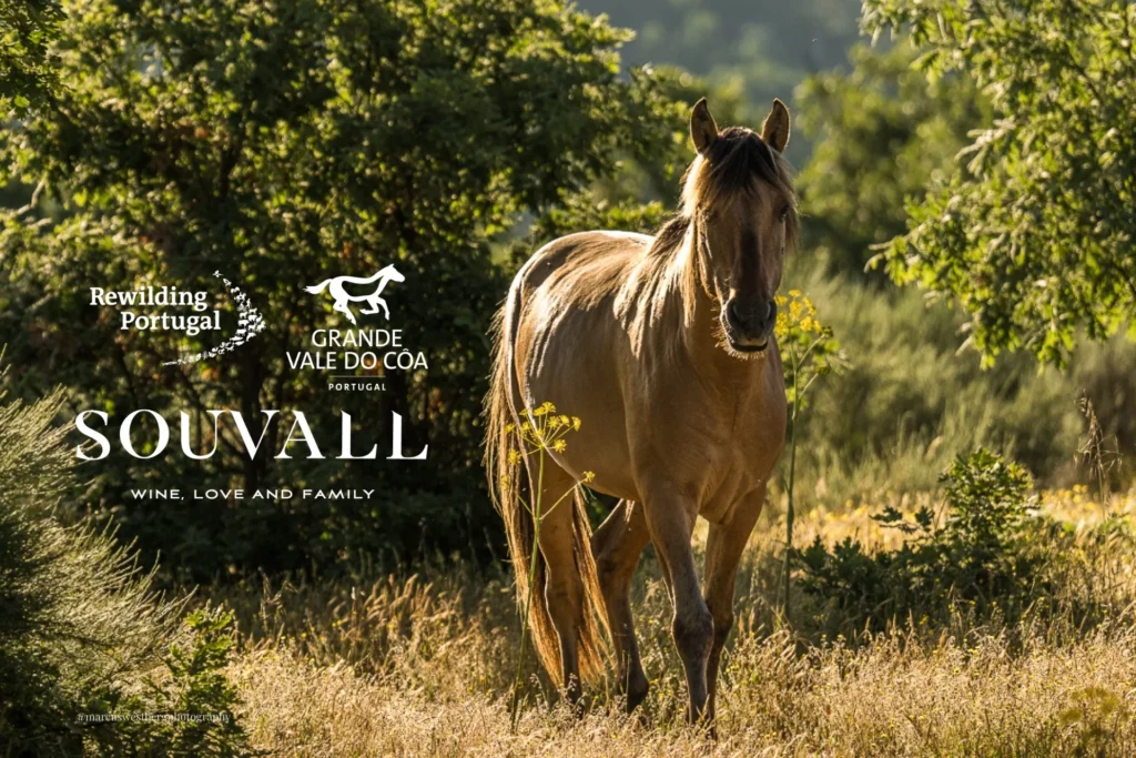 Cavalo Garrano selvagem no ecossistema do Grande Vale do Côa, ilustrando a parceria da Souvall com a Rewilding Portugal para a preservação da biodiversidade.