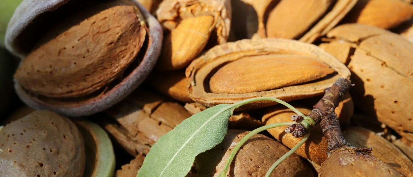 almond harvest time - broken almonds