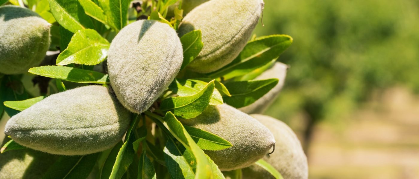 Closeup of almonds on a tree in a garden under the sunlight with a blurry background