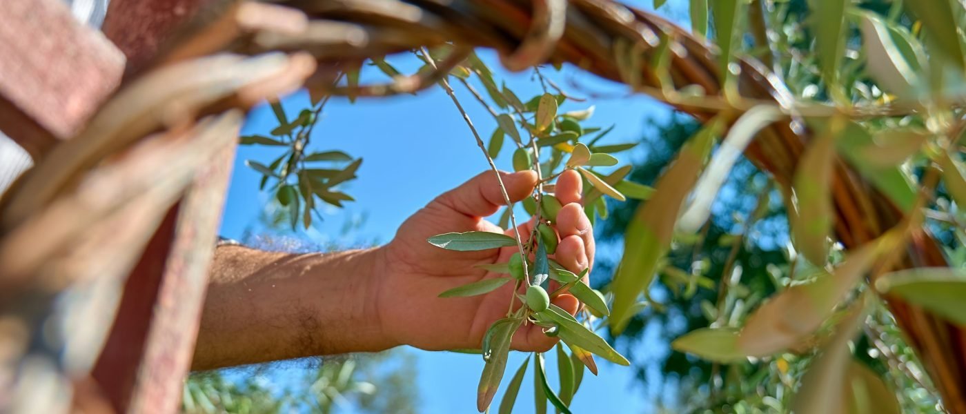 Mature gardener picking olives in olive tree garden. Man's hand colling olives on olive branch.